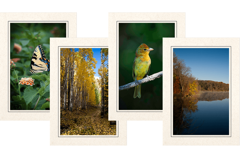 Feathered Nest Photography Note Cards