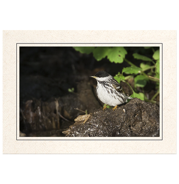 Blackpoll Warbler