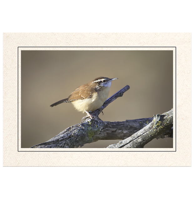 Carolina Wren