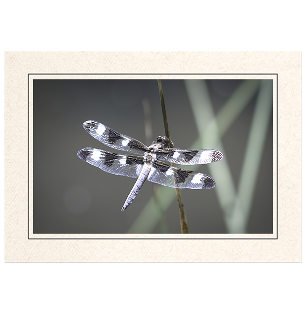 12 Spotted Skimmer Dragonfly