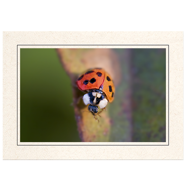 Ladybug