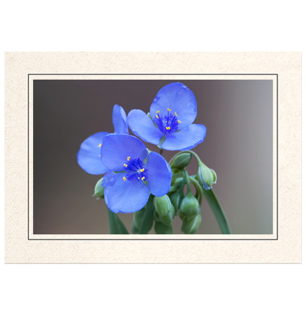 Spiderwort