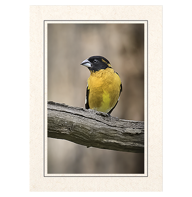 Black Headed Grosbeak