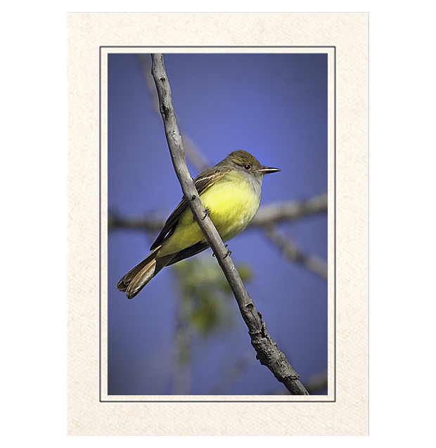 Western Kingbird