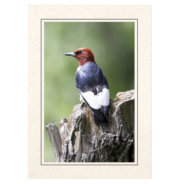 Red Headed Woodpecker