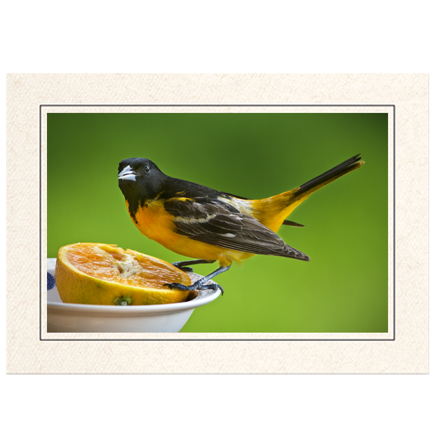 Baltimore Oriole on Orange
